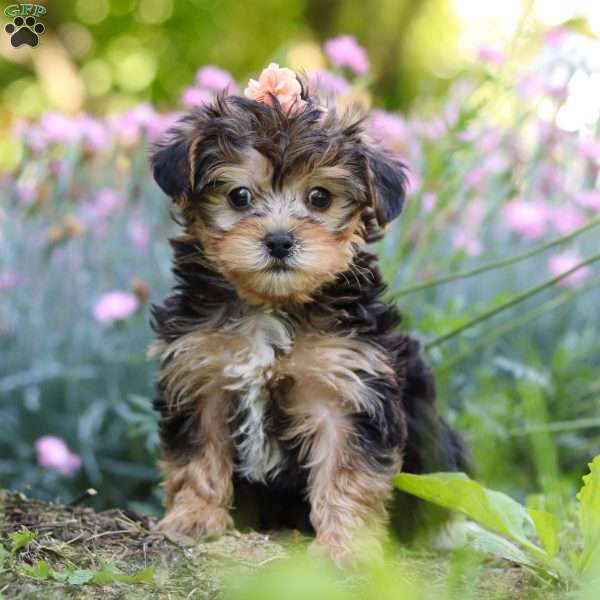 Sadie, Yorkie Poo Puppy